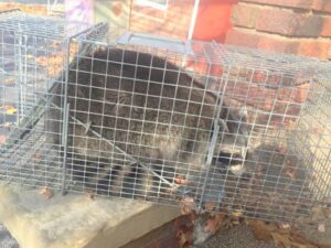 A raccoon successfully captured in a live trap by Macon Wildlife Removal Pro in Macon, GA.