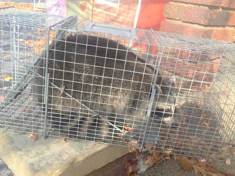 A raccoon successfully captured in a live trap by Macon Wildlife Removal Pro in Macon, GA.