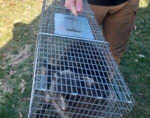 A raccoon captured inside a live trap by Varment Guard in Danville, IN.