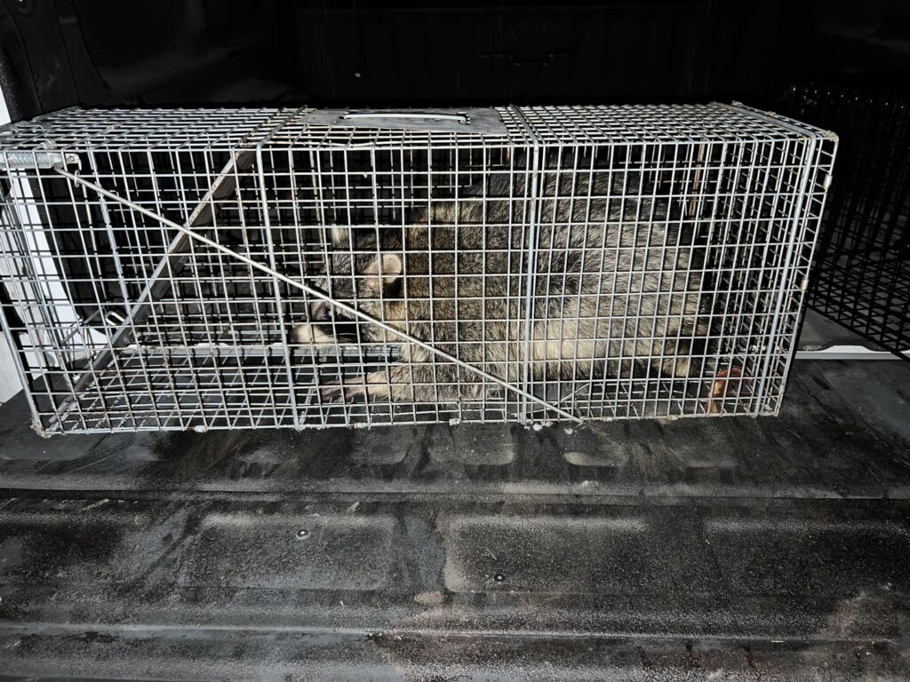 A raccoon safely contained in a live trap in the back of a truck, demonstrating wildlife removal by Quality Pest Control, Inc. in Pittsburg, KS