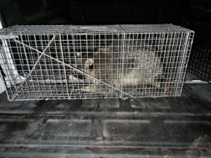 A raccoon safely contained in a live trap in the back of a truck, demonstrating wildlife removal by Quality Pest Control, Inc. in Pittsburg, KS