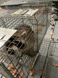 A raccoon safely caught in a live trap, demonstrating wildlife control services by Termite Lawn And Pest, Inc in Orlando, FL.