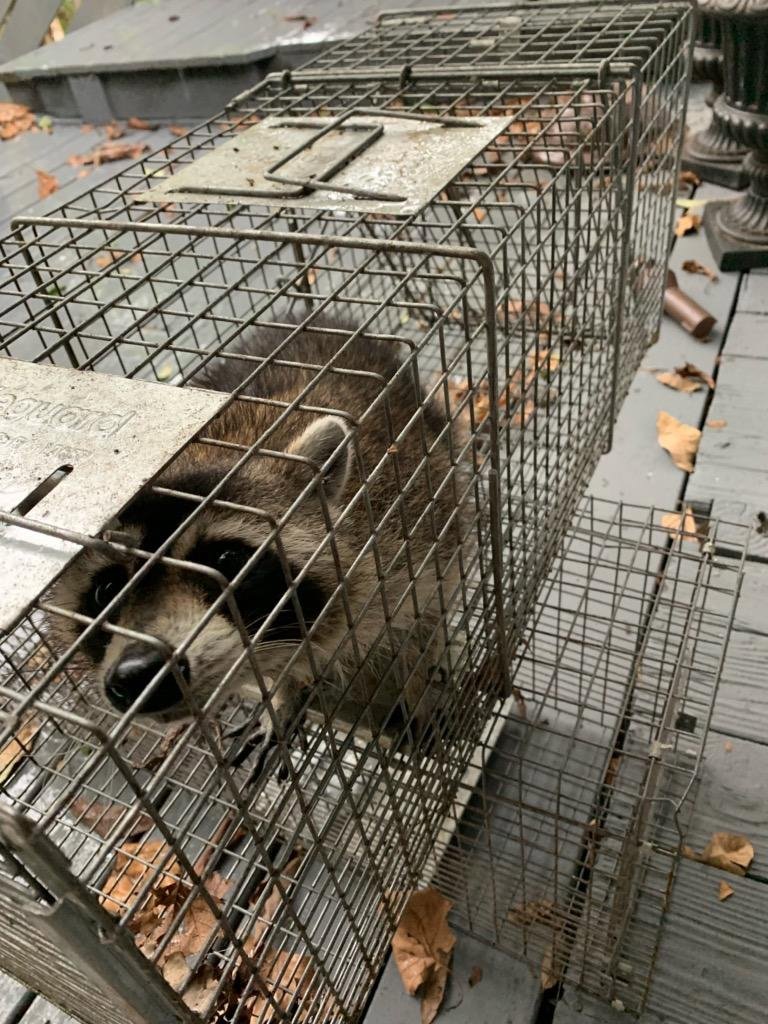 A raccoon safely caught in a live trap, demonstrating wildlife control services by Termite Lawn And Pest, Inc in Orlando, FL.