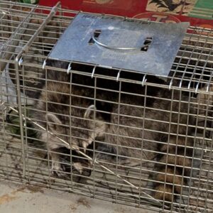 A raccoon safely caught in a live trap during a wildlife removal service by Critter Control of Springfield, MO