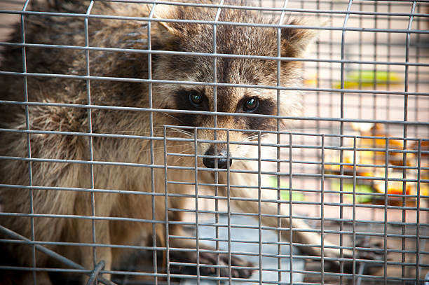 A raccoon safely caught in a live trap for humane wildlife removal by Rays Property maintenance and Pest Control in Churchville, NY