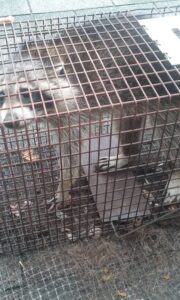 A raccoon safely caught in a live trap, ready for humane wildlife removal by The Wildlife Professionals in Albany, NY.