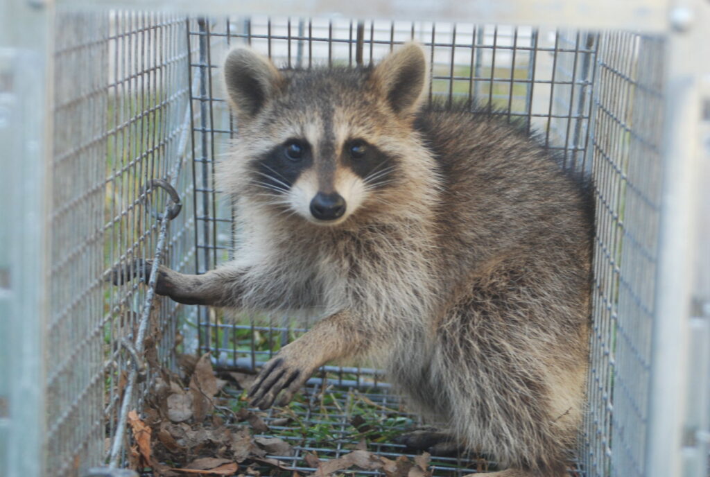 A raccoon safely caught in a live trap by Xceptional Wildlife Removal Jacksonville, FL, for humane removal.