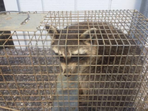A raccoon safely caught in a live trap, demonstrating wildlife control services by Economy Pest Control Inc in Annapolis, MD.
