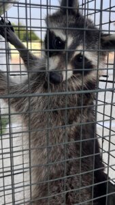 A raccoon safely caught inside a humane wildlife trap by D' Bug Man Pest Control in Arlington, TX.