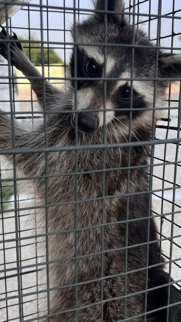 A raccoon safely caught inside a humane wildlife trap by D' Bug Man Pest Control in Arlington, TX.