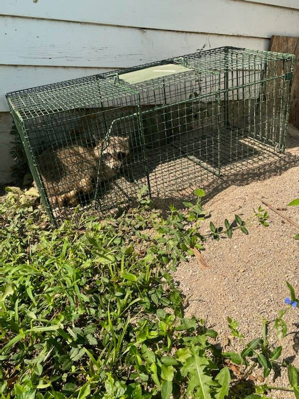 A raccoon caught in a live trap during a wildlife control service by Corey B's Pest Control LLC in Topeka, KS.