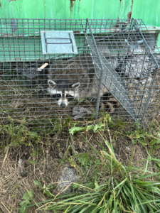 A raccoon safely caught in a live trap, demonstrating wildlife removal services by DefendPro Pest Solutions in Rushville, IL.
