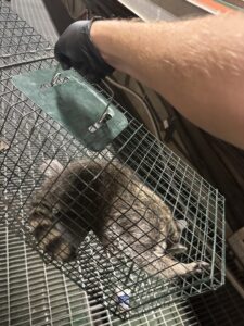 A raccoon safely caught in a live trap, being handled by a technician, showcasing wildlife removal by Next Level Pest Services in Fort Worth, TX.