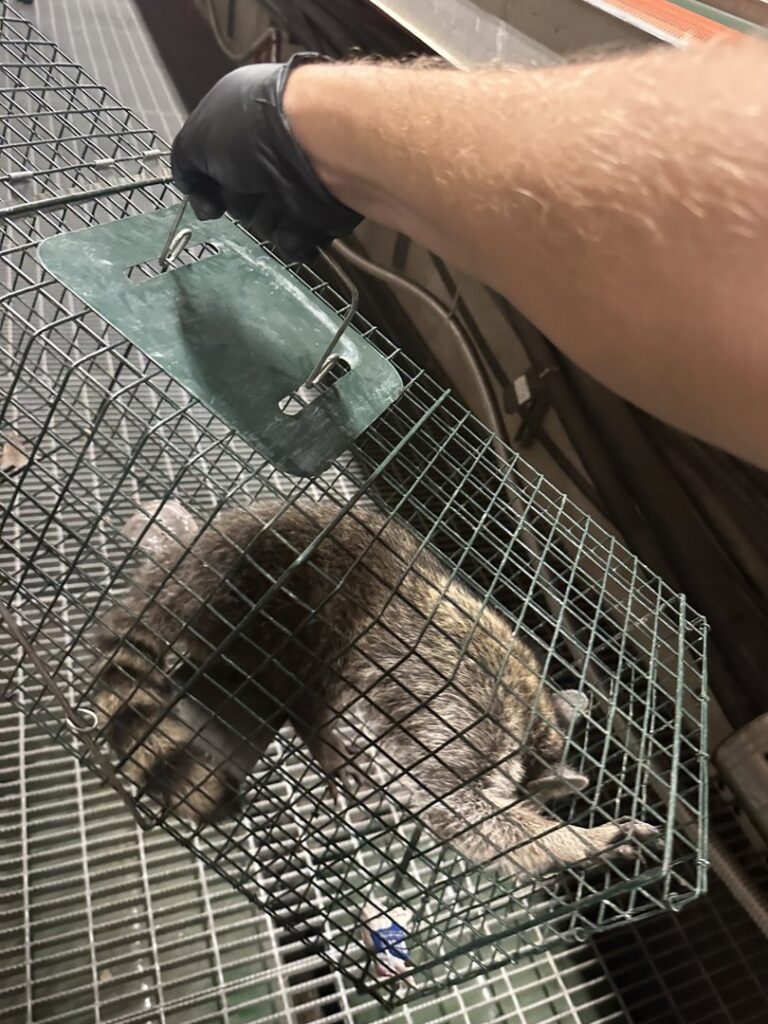 A raccoon safely caught in a live trap, being handled by a technician, showcasing wildlife removal by Next Level Pest Services in Fort Worth, TX.