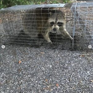 A raccoon safely caught in a live trap, demonstrating wildlife control services by Avast Pest Control in Orlando, FL.