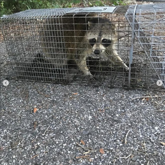 A raccoon safely caught in a live trap, demonstrating wildlife control services by Avast Pest Control in Orlando, FL.