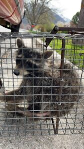 A raccoon safely captured inside a live trap by Allstate Animal Control in Elizabeth, NJ, for humane removal.