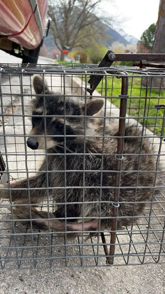 A raccoon safely captured inside a live trap by Allstate Animal Control in Elizabeth, NJ, for humane removal.