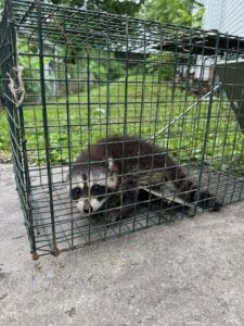 A raccoon safely caught in a live trap during a wildlife removal service by PestGoat, llc. in Fort Ashby, WV.