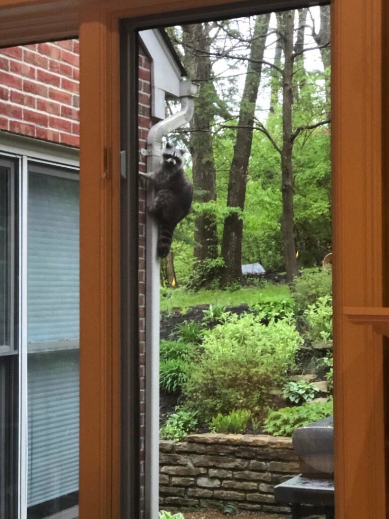 A raccoon climbing a house downspout, indicating potential wildlife access issues for ARC Animal Removal & Control in Cincinnati, OH.