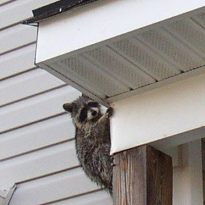 A raccoon clinging to house eaves, indicating a wildlife removal need by ZooPro Wildlife Removal in Virginia Beach, VA.