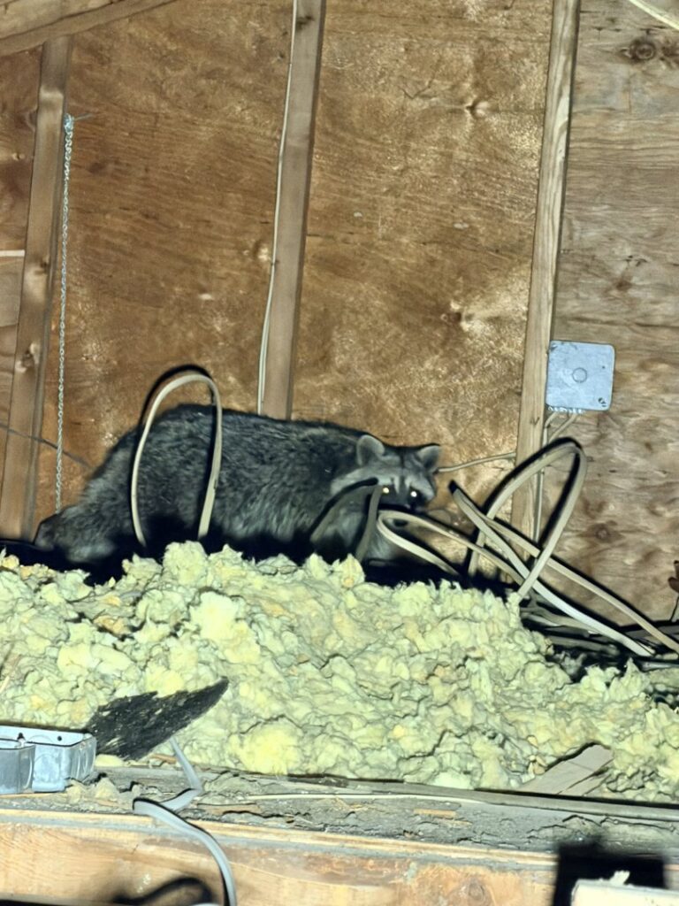 A raccoon found in the attic insulation, indicating a wildlife removal job by AAAC Wildlife Removal of Kansas City in Overland Park, KS.