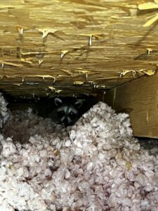 A raccoon peeking out from attic insulation, indicating a wildlife problem for Defender Wildlife & Pest Control in Rogers, AR.