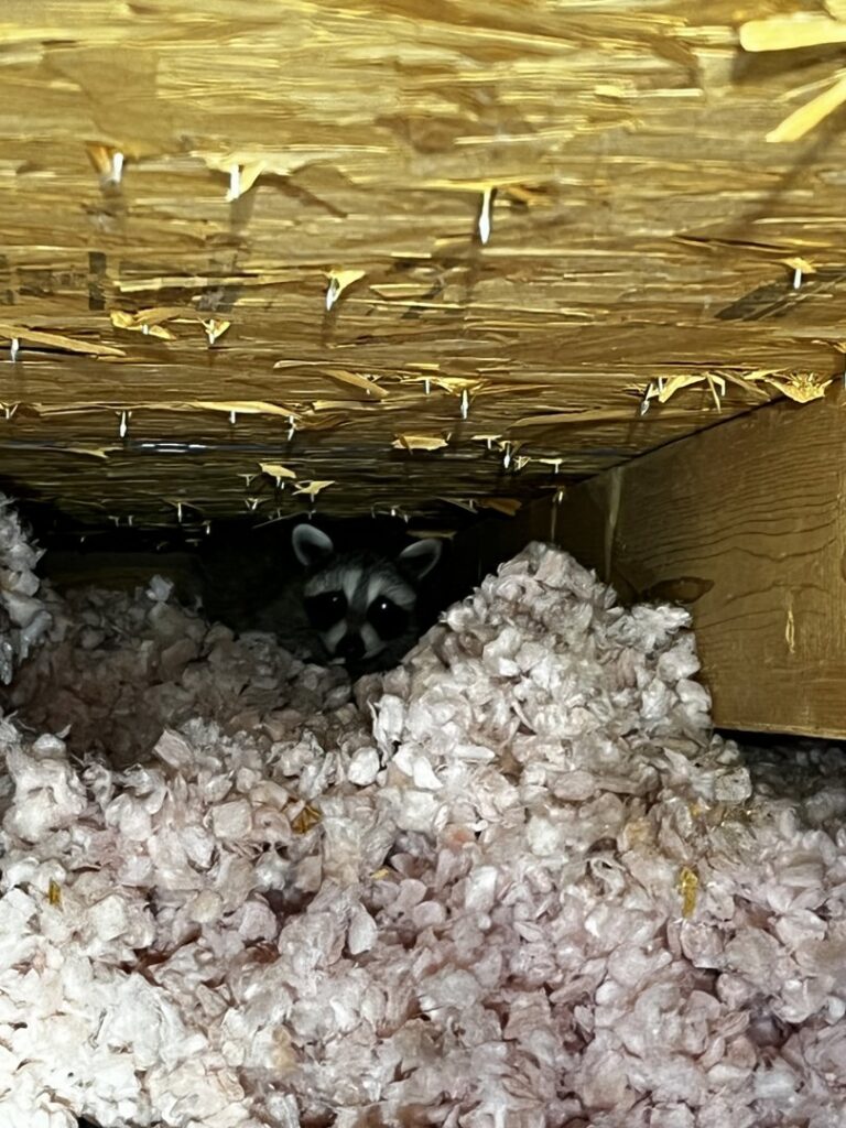 A raccoon peeking out from attic insulation, indicating a wildlife problem for Defender Wildlife & Pest Control in Rogers, AR.