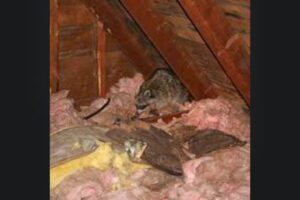 A raccoon found nesting in attic insulation, a common wildlife problem handled by Superb Pest Control in Elizabeth, NJ.