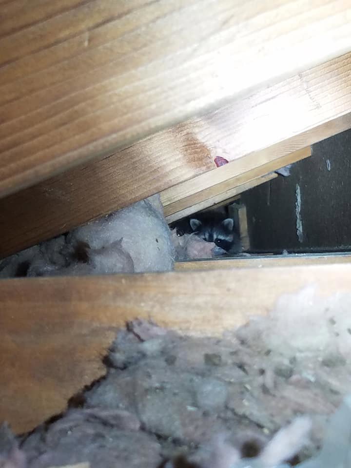 A raccoon peering from insulation in an attic, indicating a wildlife intrusion handled by Evictus Wildlife Solutions in South Bend, IN.