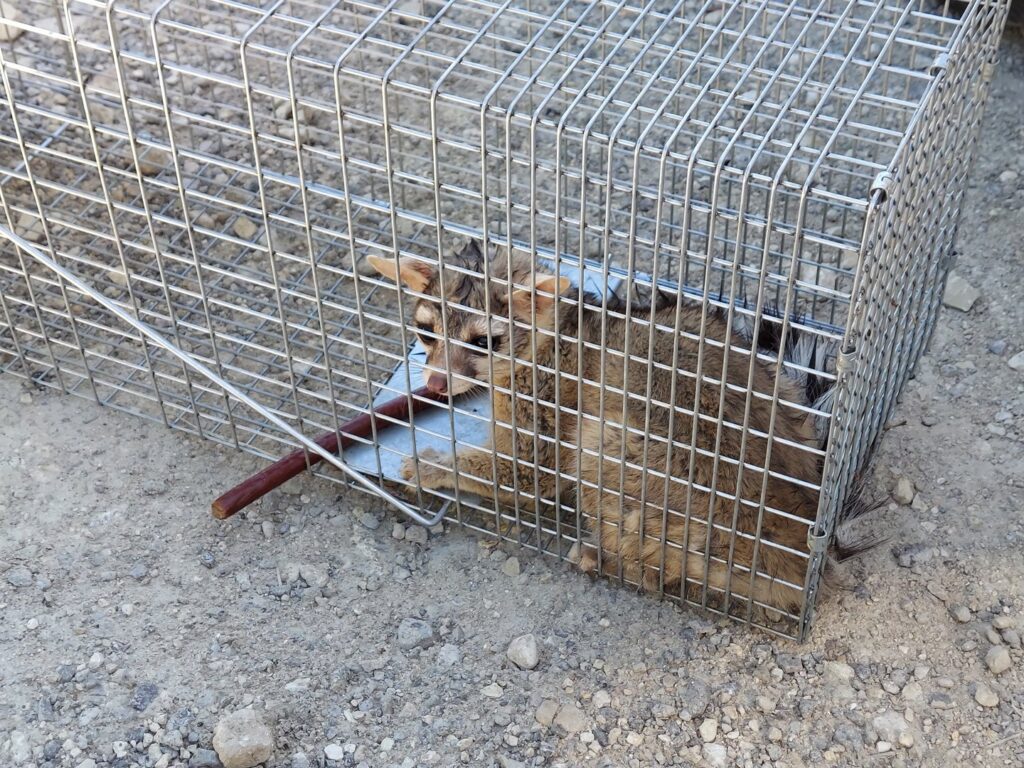A raccoon successfully captured in a cage trap by Good Riddance Rodents, providing professional wildlife removal in North Austin, TX.