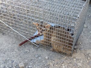A raccoon successfully captured in a cage trap by Good Riddance Rodents, providing professional wildlife removal in North Austin, TX.