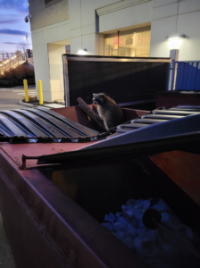 A raccoon spotted inside a dumpster, indicating a wildlife removal service needed from Integrity Pest Solutions in Brunswick, ME.