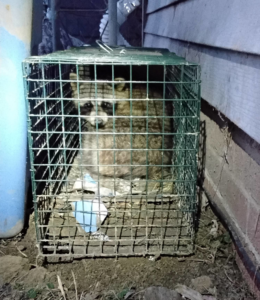 A raccoon safely captured in a live trap by Comprehensive Pest Solutions in Toledo, OH.
