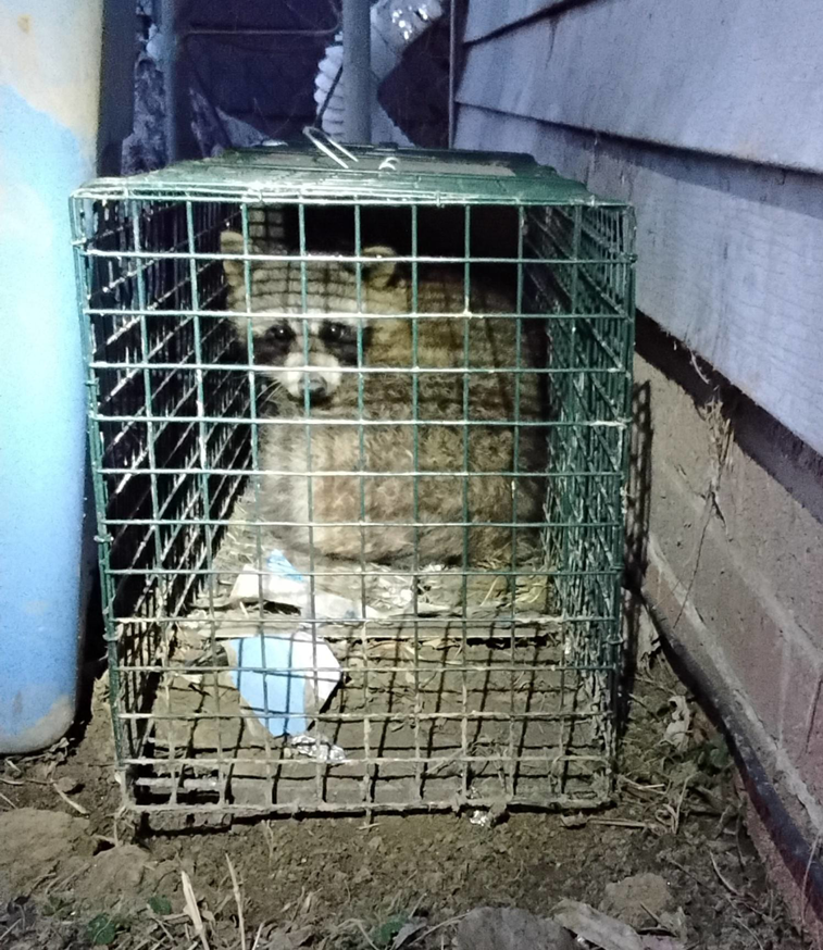 A raccoon safely captured in a live trap by Comprehensive Pest Solutions in Toledo, OH.
