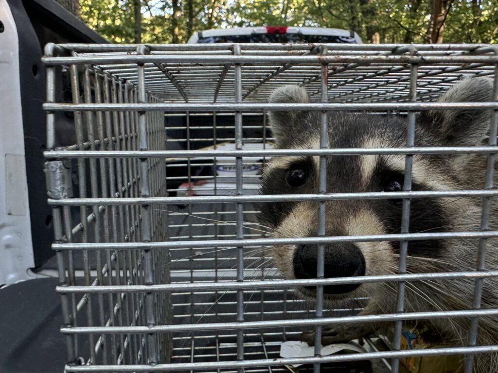 A raccoon safely captured inside a live trap, showcasing wildlife removal services by Critter Mitch in Shawnee, KS.