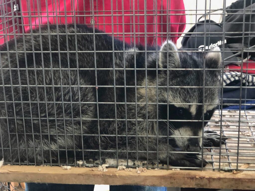 A raccoon safely captured in a live trap by Good Riddance Rodents, providing humane wildlife removal services in North Austin, TX.