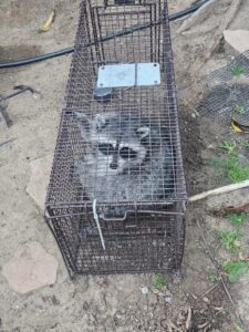 A raccoon safely contained in a live trap on the ground by Animal Boy Trapping Services LLC in Long Beach, CA.