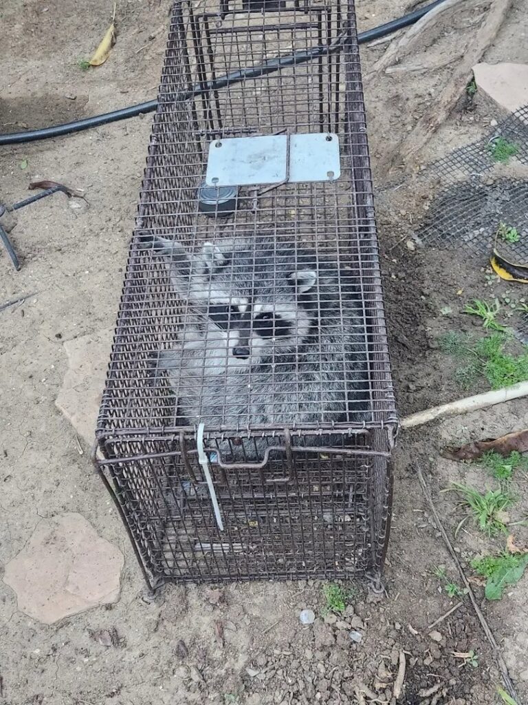 A raccoon safely contained in a live trap on the ground by Animal Boy Trapping Services LLC in Long Beach, CA.