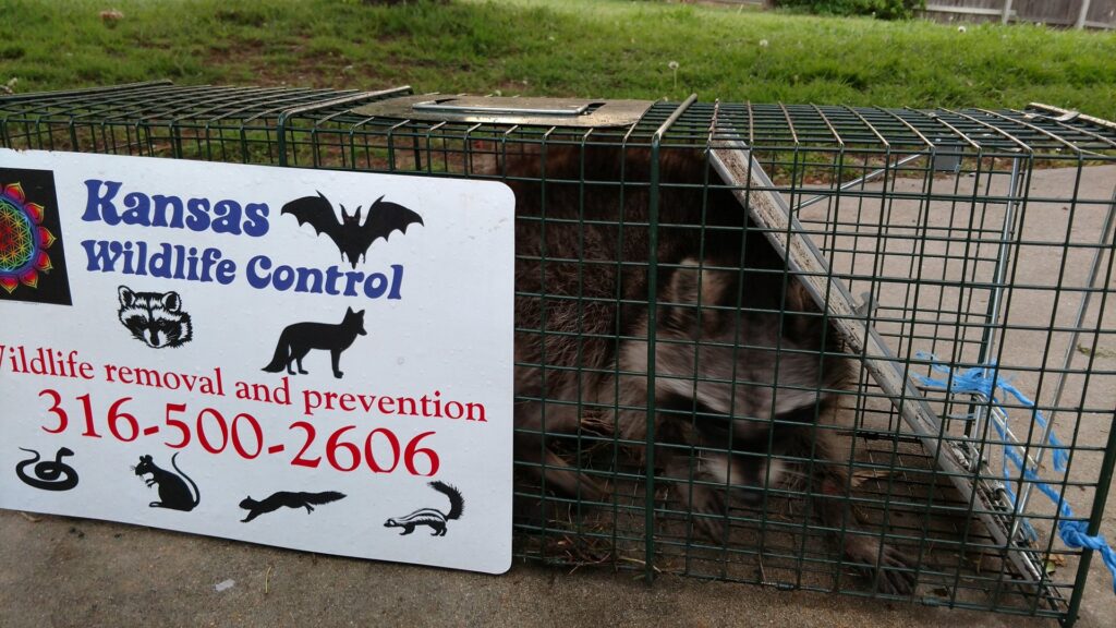 A raccoon safely captured in a live trap by Kansas Wildlife Pros in Wichita, KS.