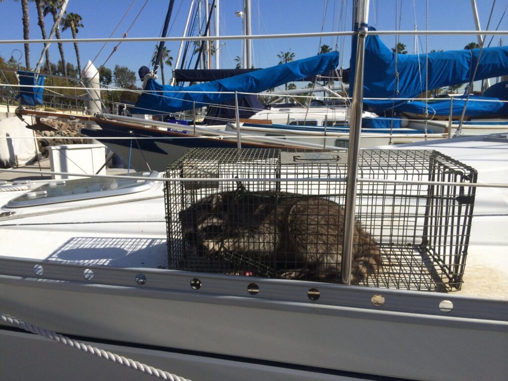 A raccoon safely caught in a live trap on a boat by Animal Boy Trapping Services LLC in Long Beach, CA.