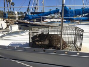 A raccoon safely caught in a live trap on a boat by Animal Boy Trapping Services LLC in Long Beach, CA.