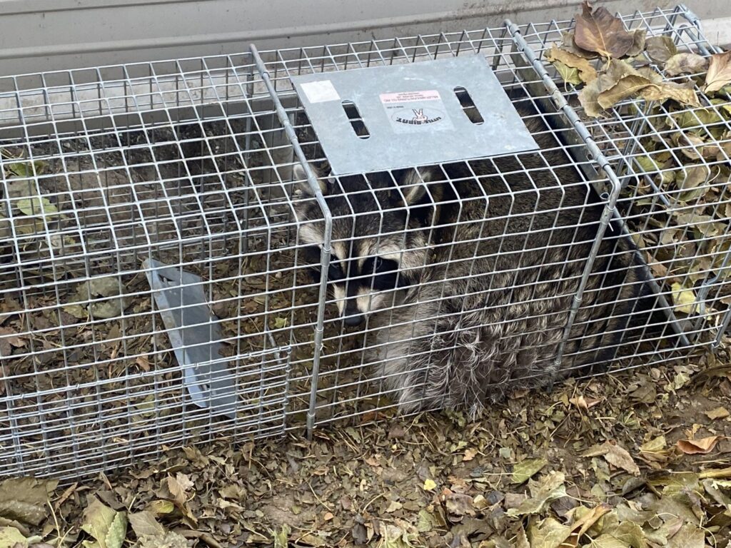 A raccoon safely captured in a live trap on the ground, showing wildlife trapping by No Moore Pests in Pueblo, CO.