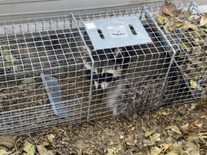 A raccoon safely captured in a live trap on the ground, showing wildlife trapping by No Moore Pests in Pueblo, CO.