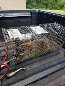 A raccoon safely contained in a live trap on the back of a service truck by Athens Exterminating Inc. in Athens, GA