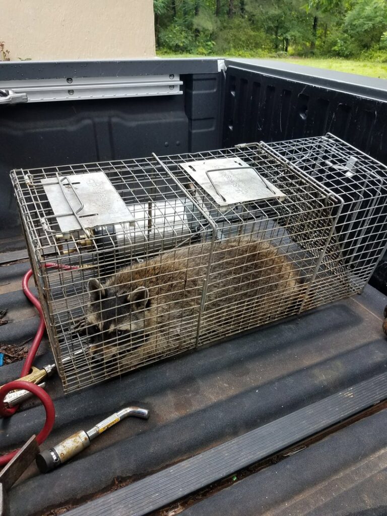 A raccoon safely contained in a live trap on the back of a service truck by Athens Exterminating Inc. in Athens, GA