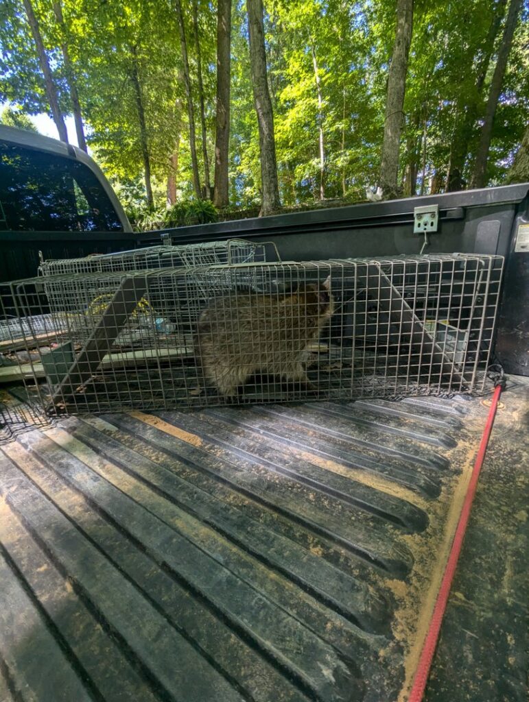 A raccoon captured in a live trap in the back of a pickup truck, showing wildlife removal by Pest-Ops in Knoxville, TN.