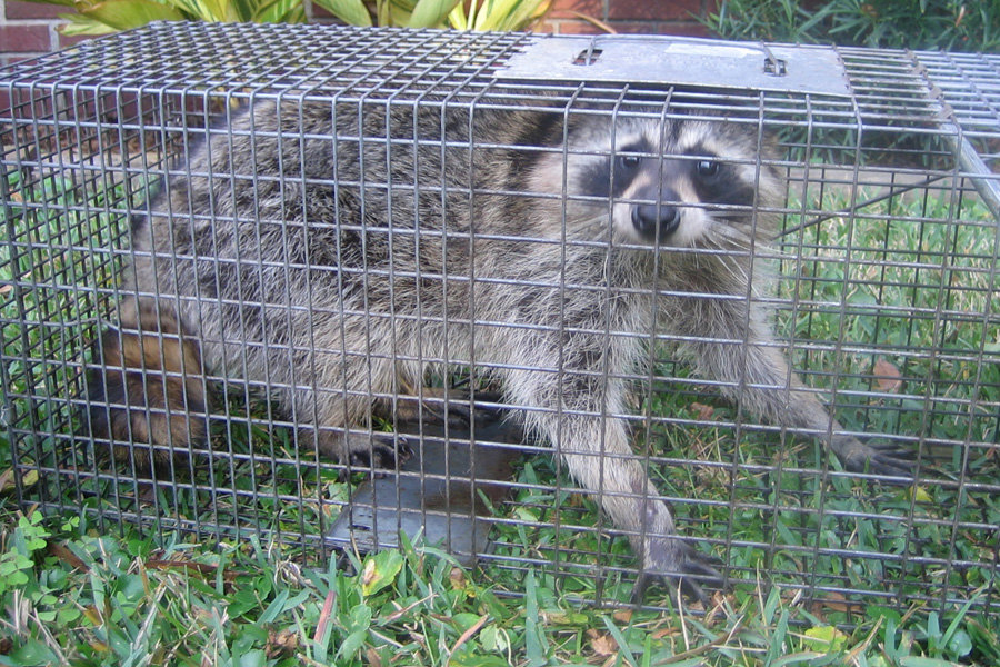 A raccoon safely captured in a live trap on a lawn by Stellar Wildlife Solutions in Cottage Grove, MN.