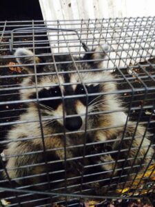A raccoon safely captured in a live trap by Superb Pest Control in Elizabeth, NJ.