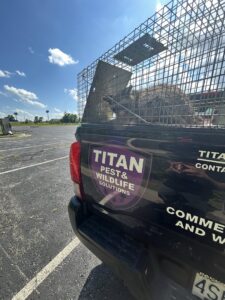 A raccoon safely contained in a live trap in the back of a Titan Pest Pro truck in Kansas City, MO.